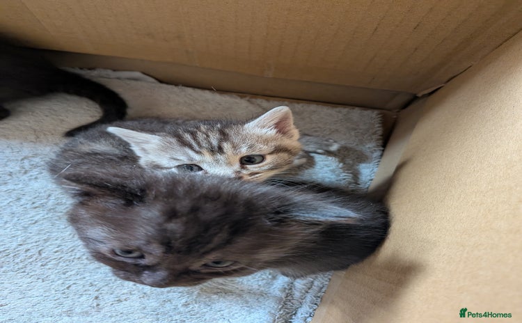 Domestic Shorthair cats - Advert 13