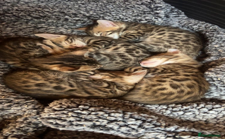 Bengal cats - Advert 1