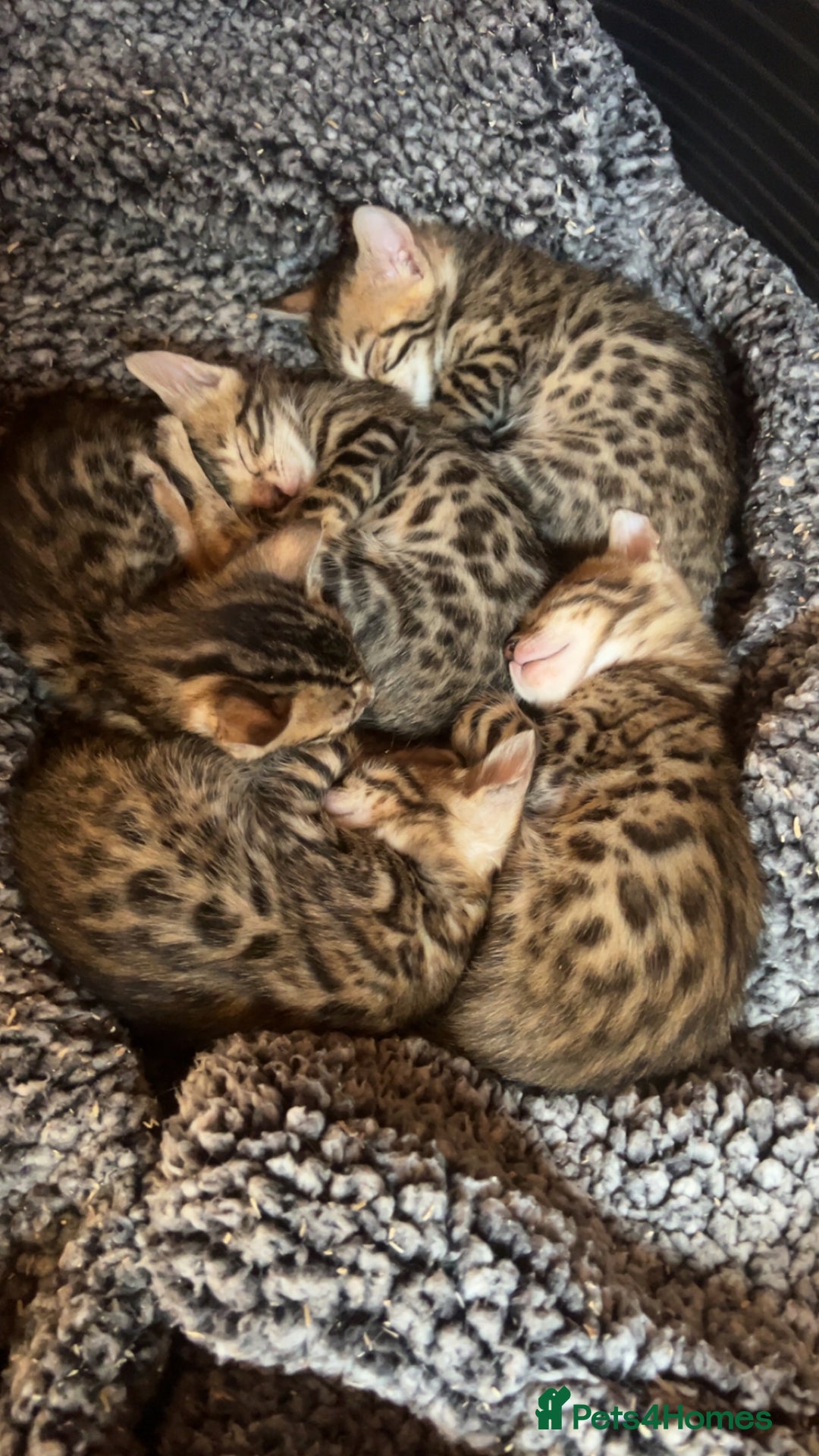 Bengal cats for sale: beautiful bengal kittens  - Image 1