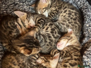 Bengal cats - Advert 5