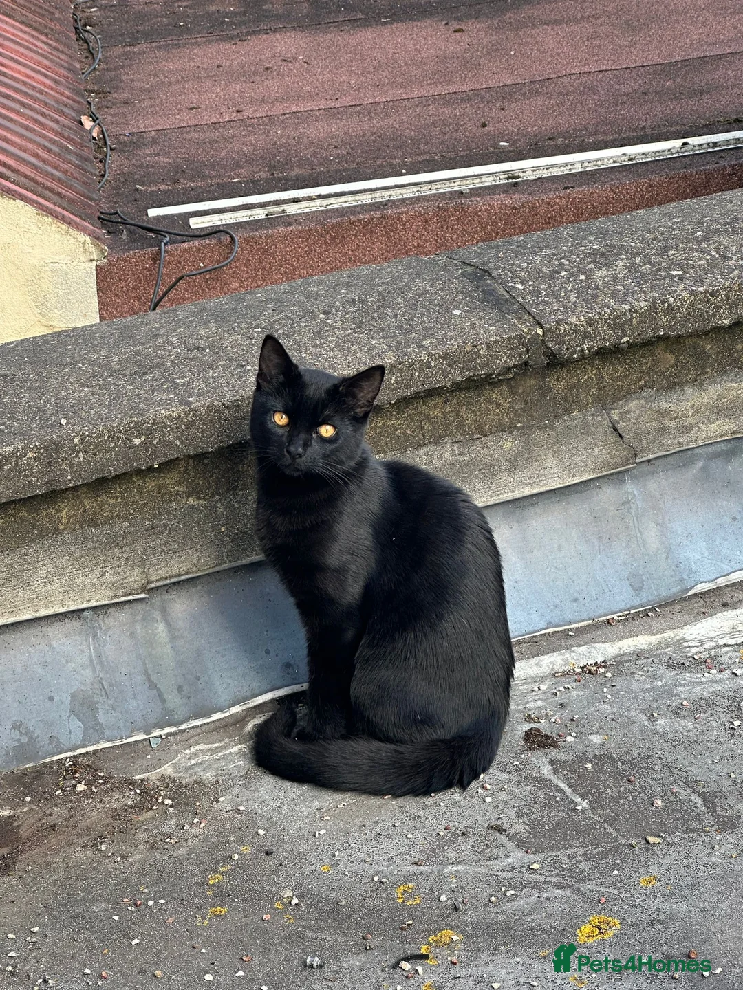 Mixed Breed cats for sale: Four cats ready for a new home - Advert 5