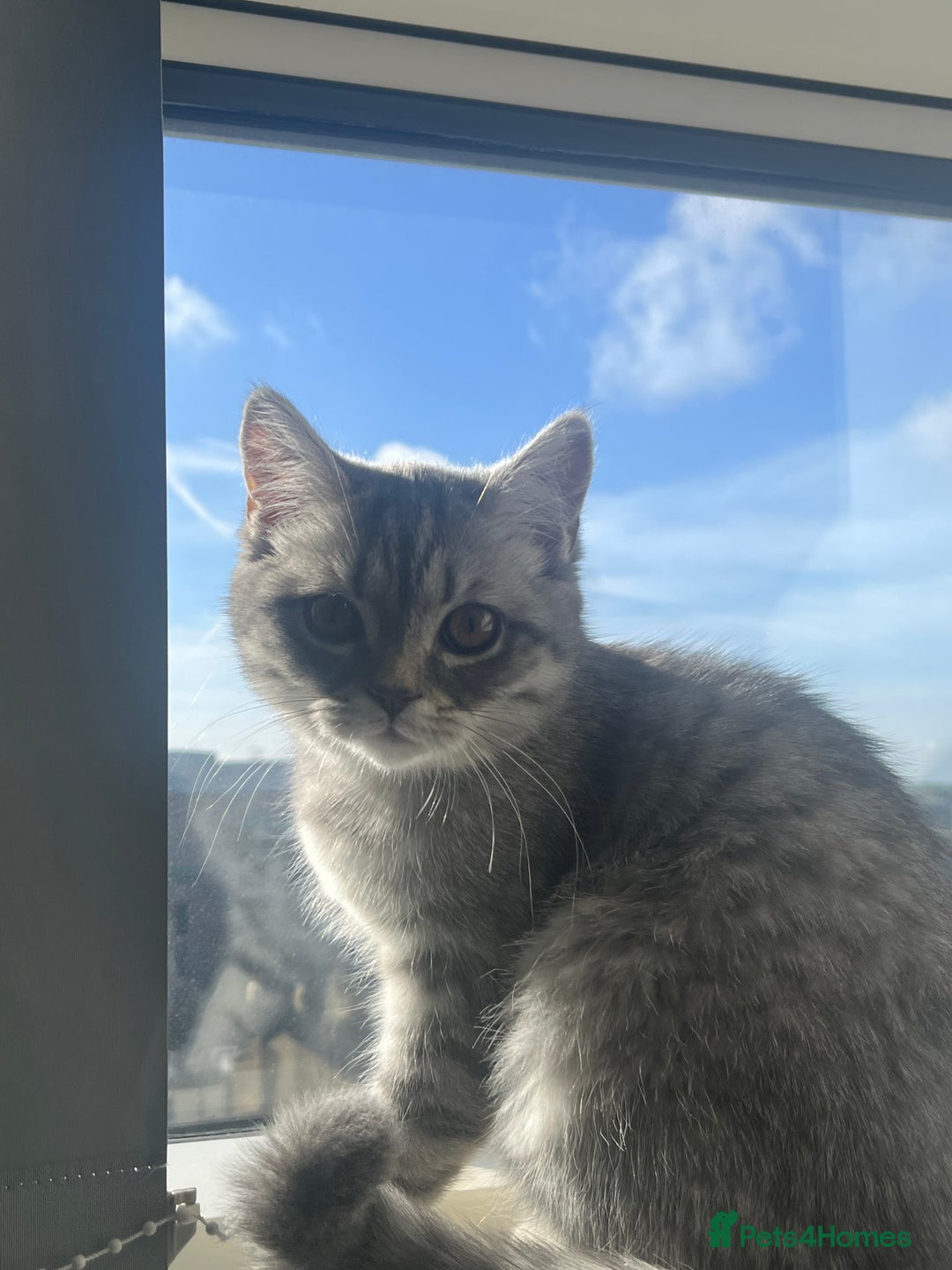 Scottish Fold cats for sale: Playful 1 Year Old Half Scottish Fold × Persian - Image 1