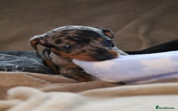 Dachshund dogs for sale: Dachshund Cute Puppies Looking for Forever Home   - Image 6