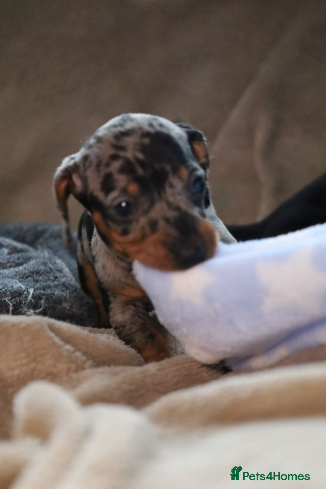 Dachshund dogs for sale: Dachshund Cute Puppies Looking for Forever Home   - Image 6