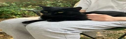 Bombay cats for sale: Lovely Besley - Advert 7