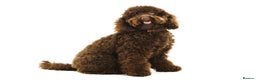 Miniature Poodle dogs for stud: Professional Stud Service, Miniature & Toy Poodles in Sandbach - Advert 6