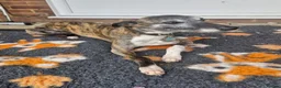 Whippet dogs for sale: Wonderful KC registered whippet puppies - Advert 2