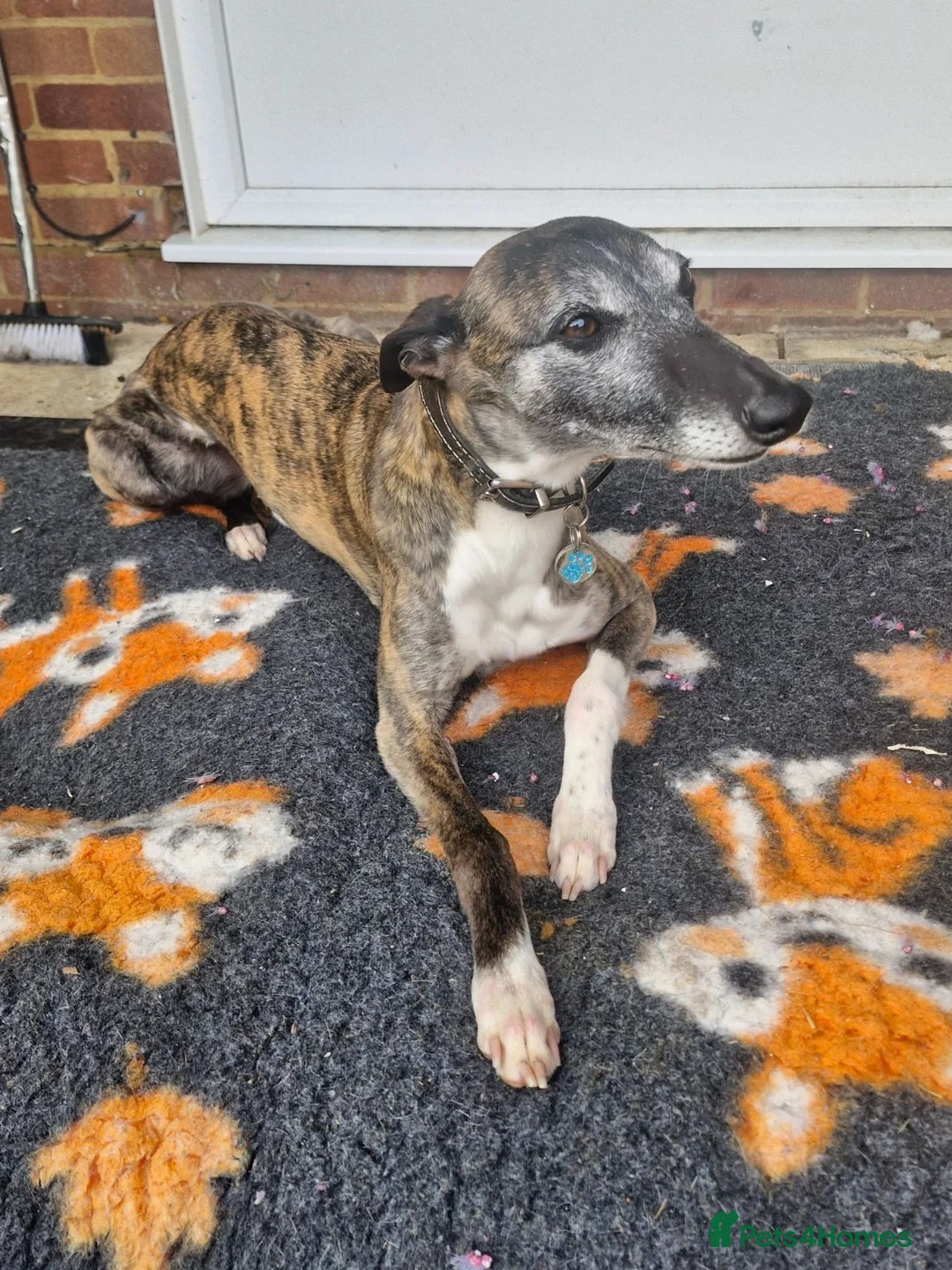 Whippet dogs for sale: Wonderful KC registered whippet puppies - Advert 2