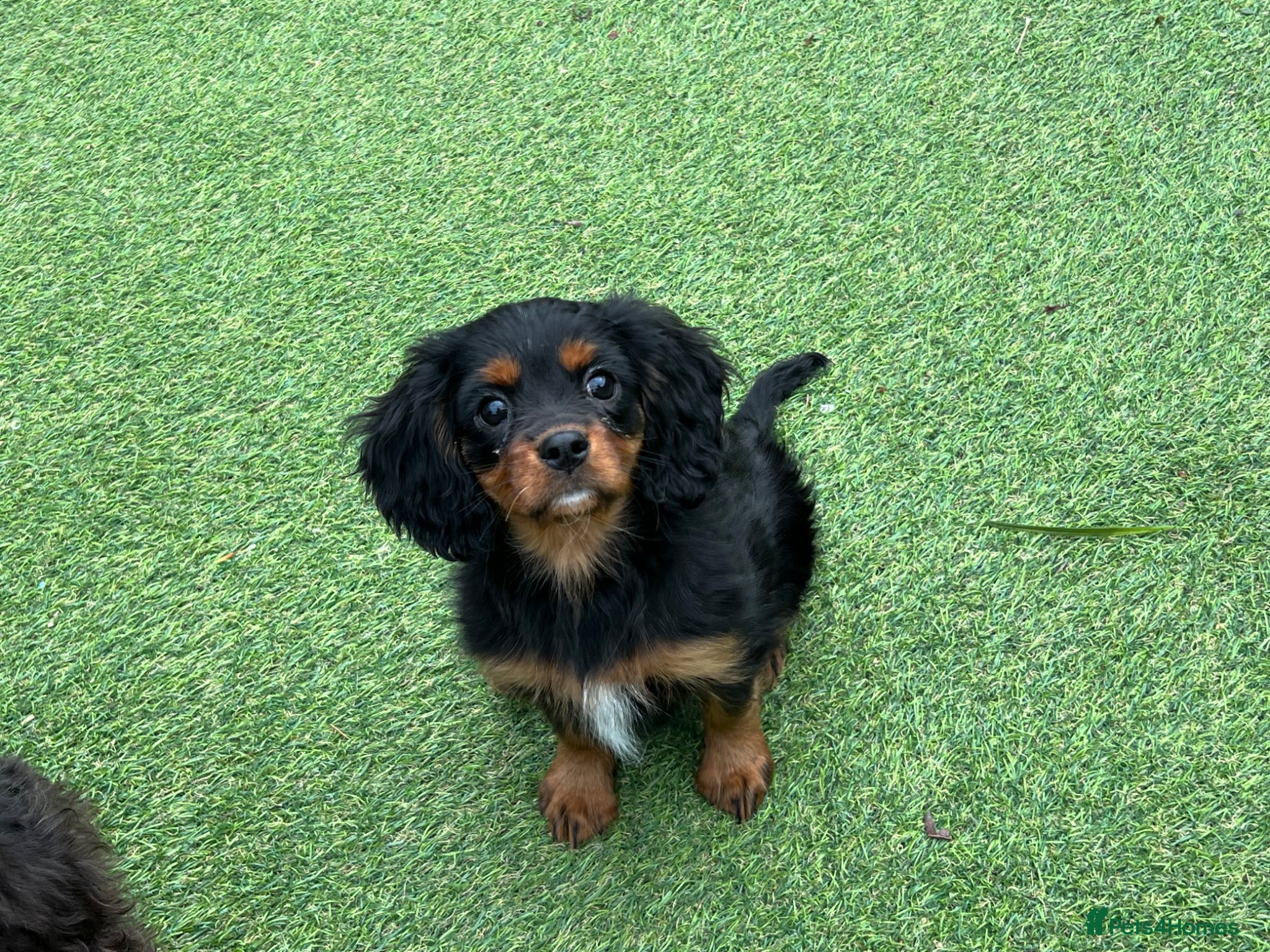 Cavalier King Charles Spaniel dogs Stunning health tested KC cavalier puppies - Advert 3