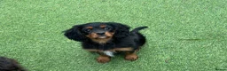 Cavalier King Charles Spaniel dogs for sale: Stunning health tested KC cavalier puppies - Advert 11