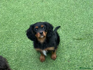 Cavalier King Charles Spaniel dogs Stunning health tested KC cavalier puppies - Advert 3