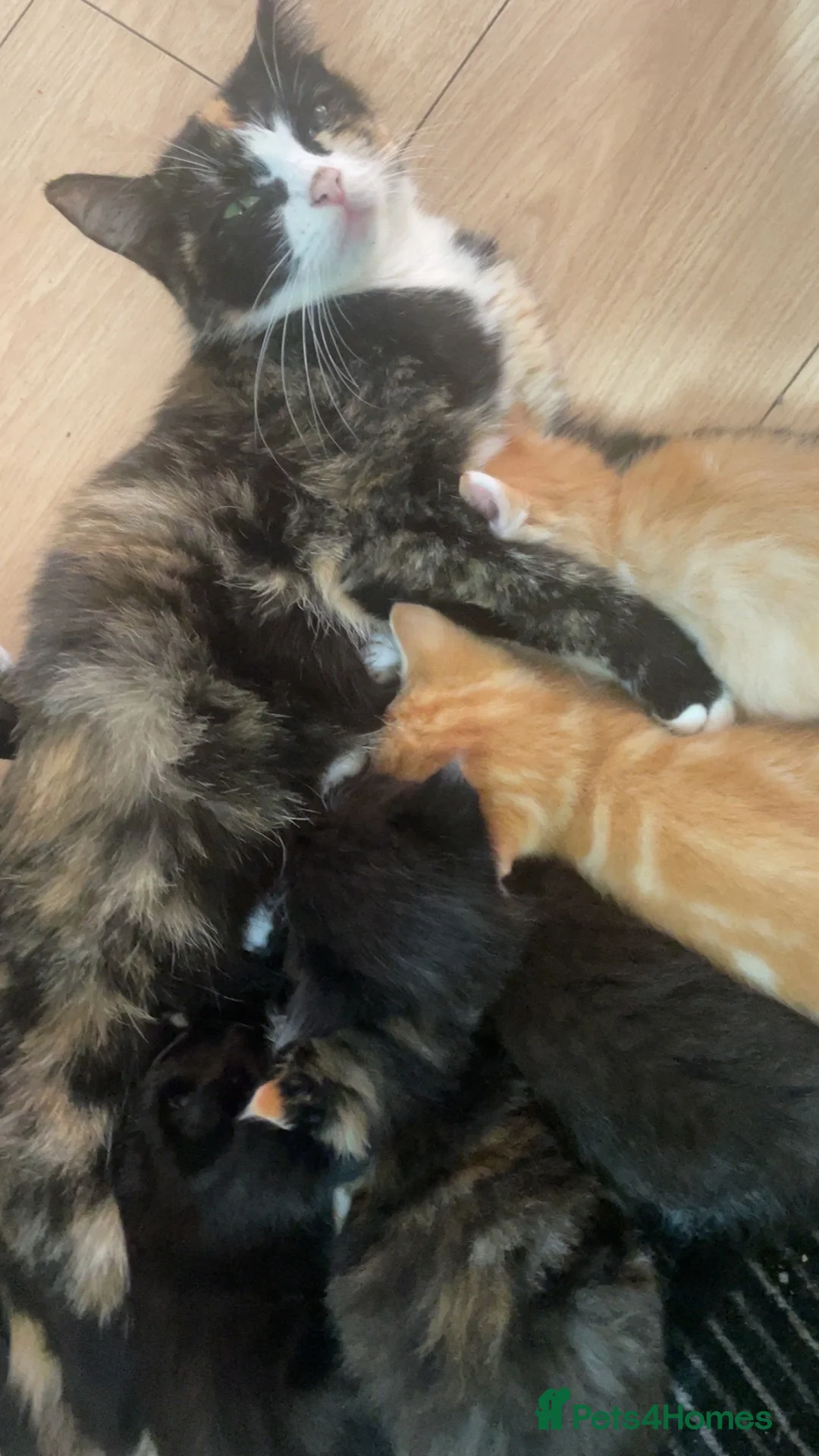 Mixed Breed cats for sale: 4 mixed breed kittens - Advert 1