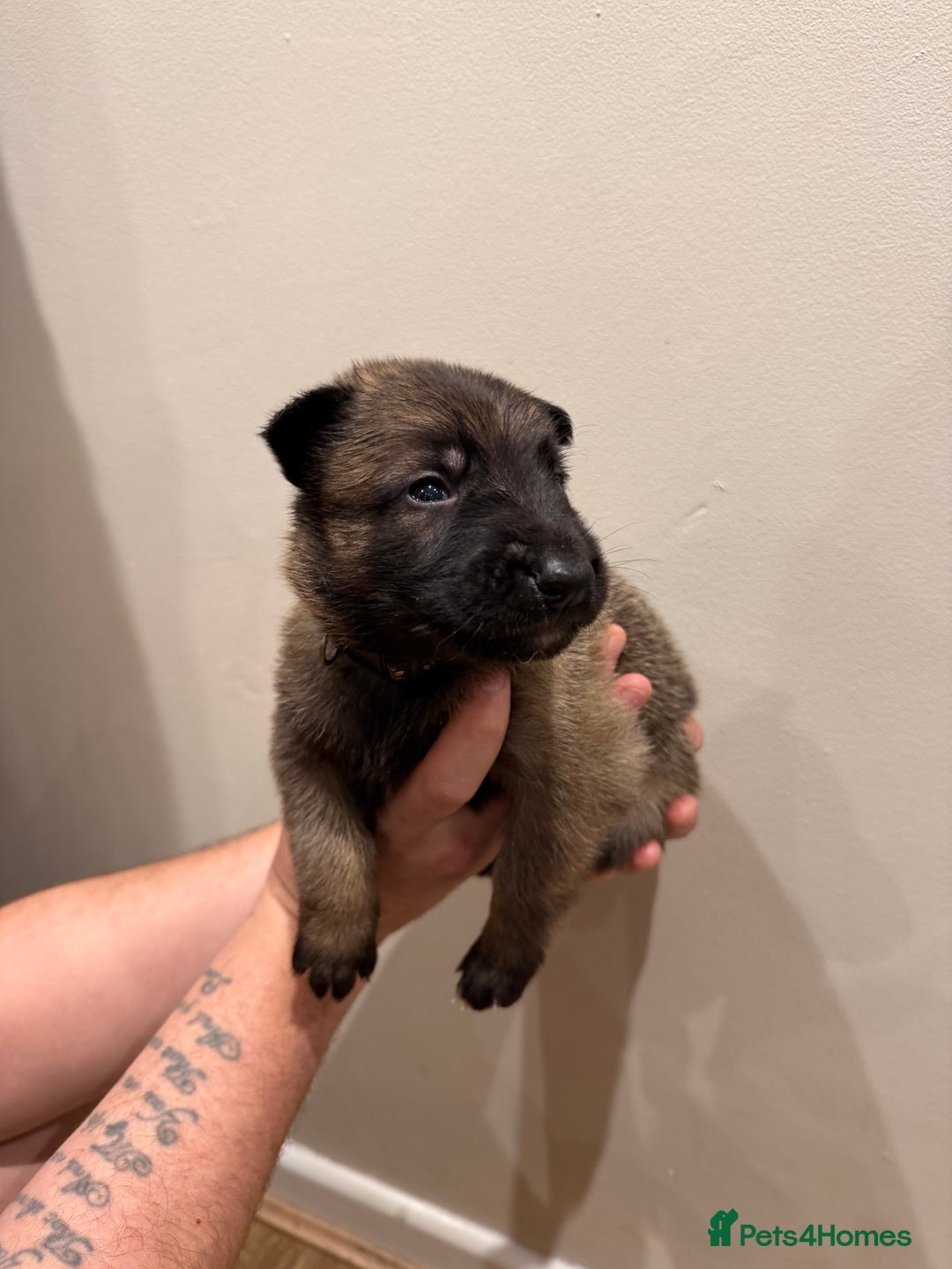 Mixed Breed dogs for sale: Shepinios puppies  - Advert 10