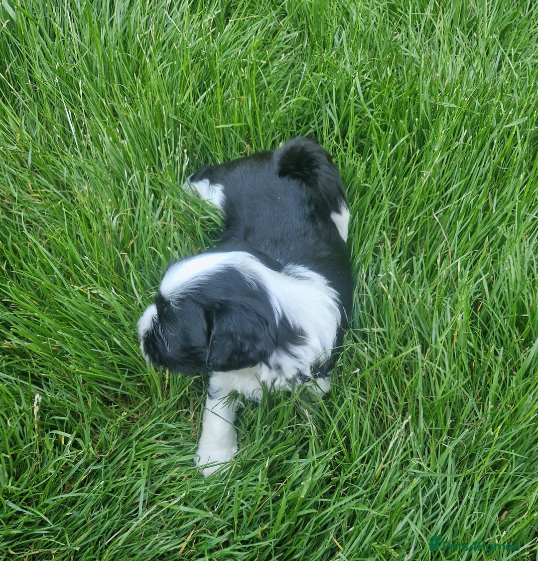Tibetan Terrier dogs for sale: Pedigree KC reg Tibetan Terrier puppies in Cardiff - Image 14