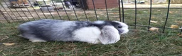 Mini Lop rabbits for sale: Gorgeous Mini lops child friendly  - Advert 8