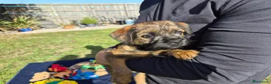 Border Terrier 2