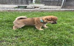 Japanese Shiba Inu dogs for sale: Last Boy - 15 yrs exp Health Checked - Image 5