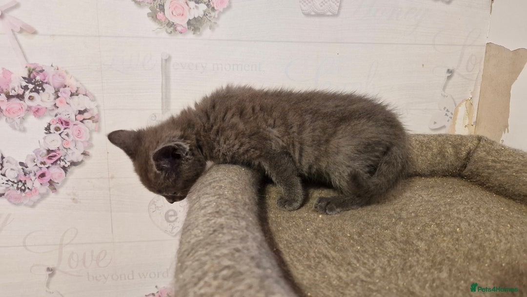 Chartreux cats for sale: Chartreux sisters  - Image 9