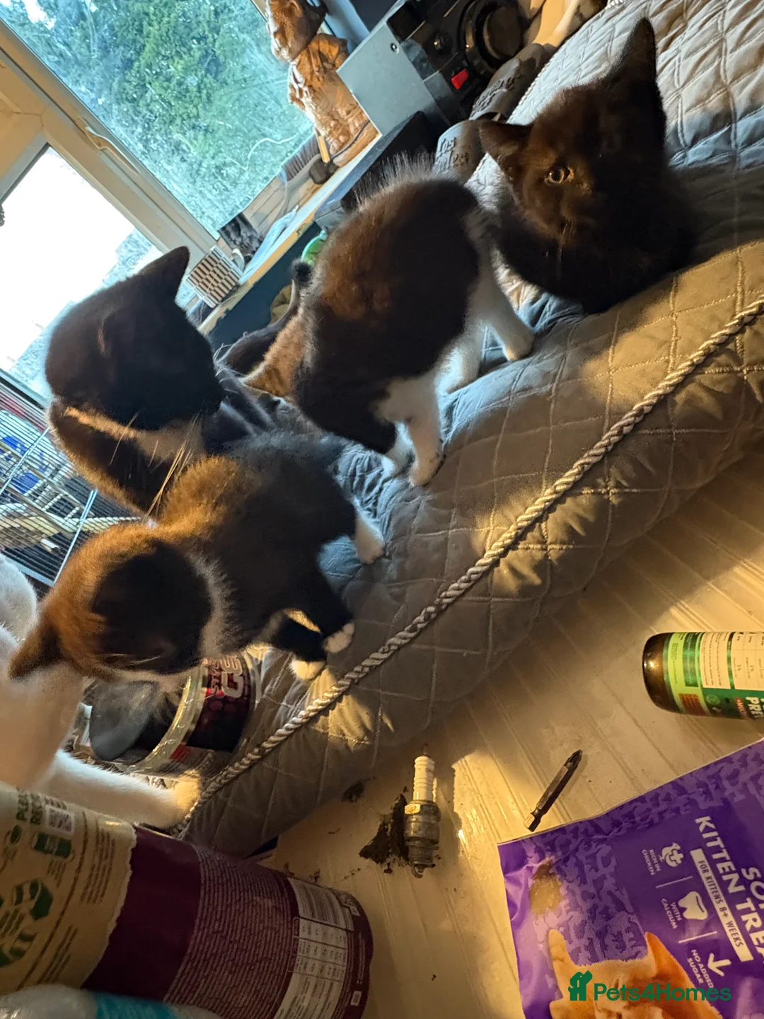 Mixed Breed cats for sale: Kittens for sale  - Advert 4