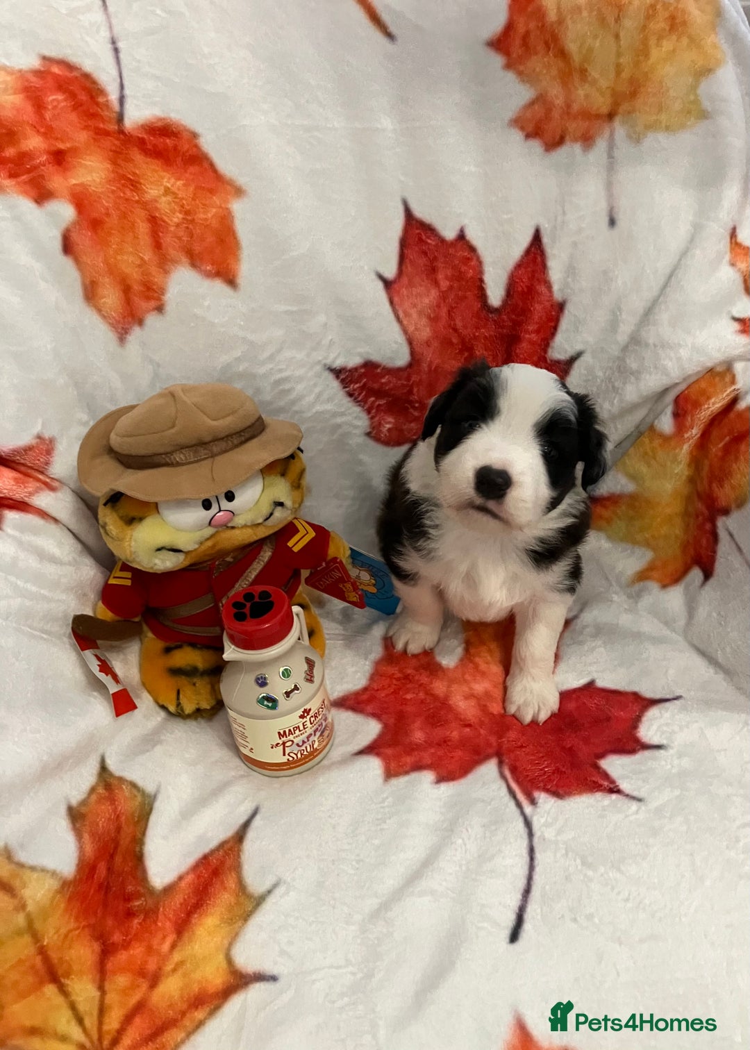 Border Collie dogs for sale: KC reg Border Collie Puppies - Advert 6