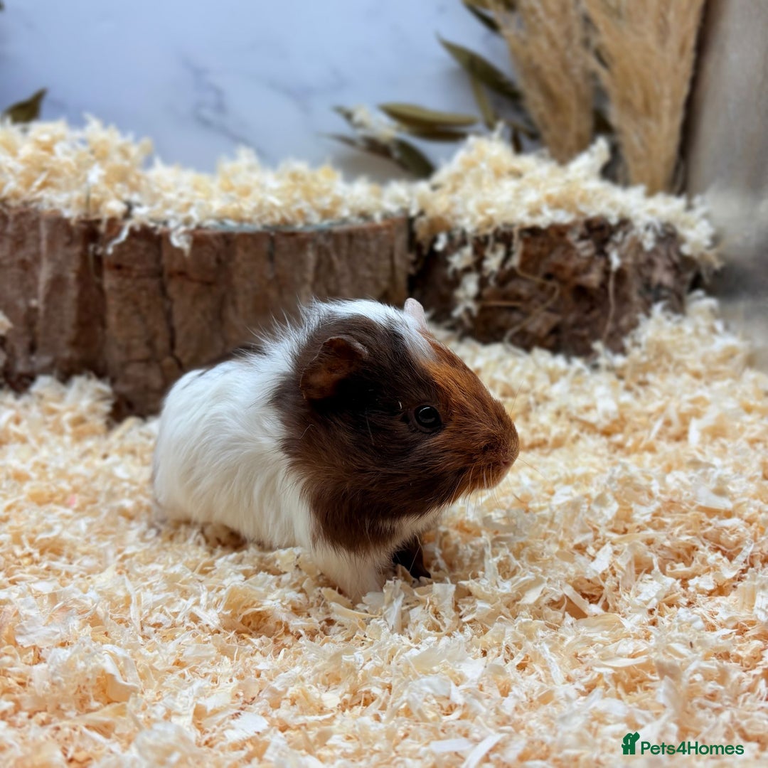 Guinea Pig rodents for sale: Multiple Guinea Pigs Available 💫💕🐹 - Advert 6