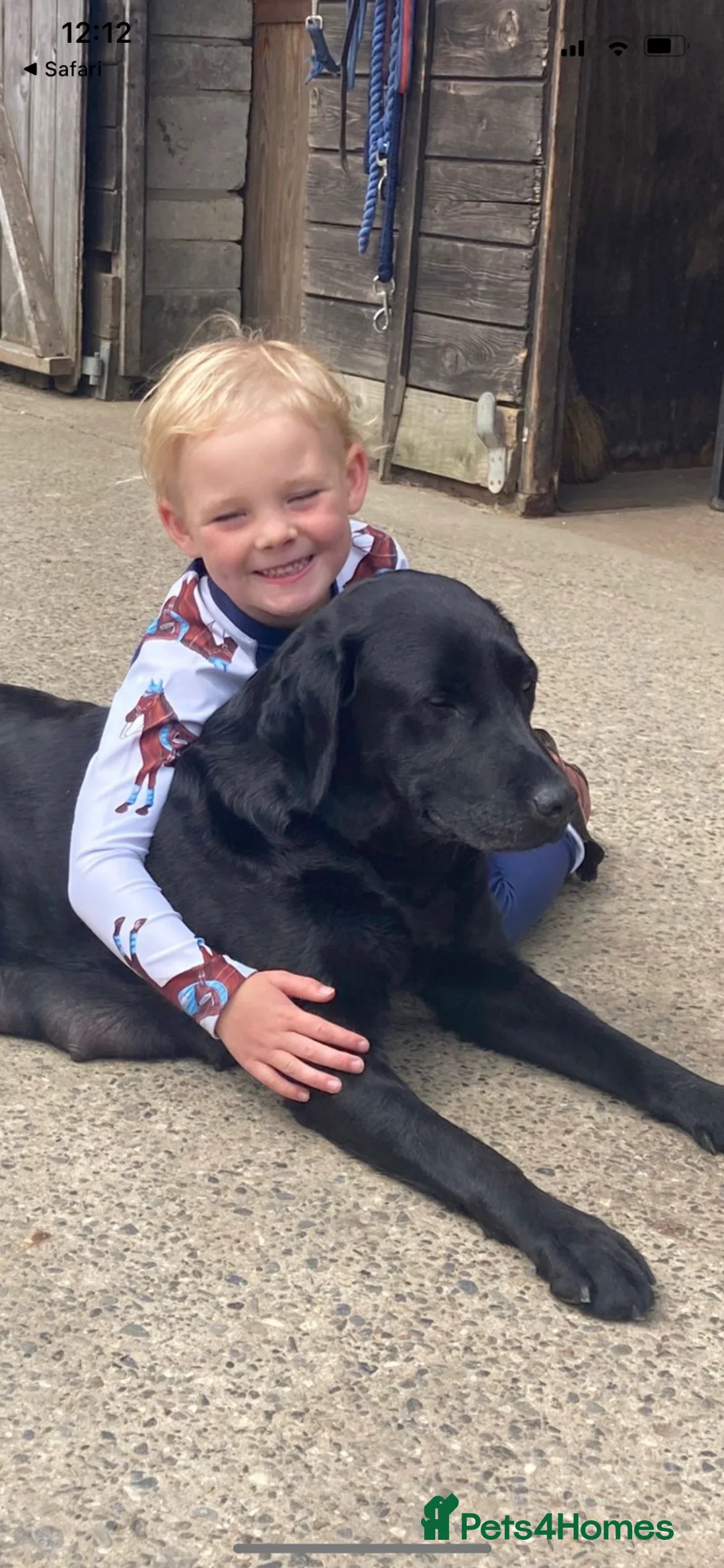 Labrador Retriever dogs for sale: Adorable, chunky White ! & black Labrador puppies  - Advert 2