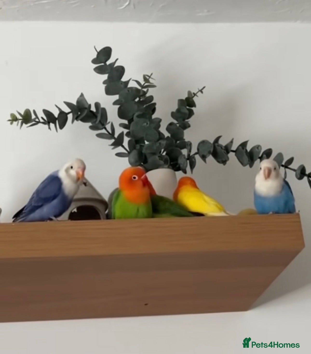 Lovebirds birds Beautiful Opaline Lovebirds  - Advert 1
