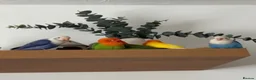 Lovebirds birds for sale: Beautiful Opaline Lovebirds  - Advert 1