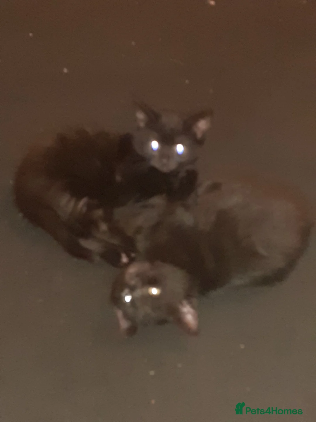 Mixed Breed cats for sale: 2 black male and 1 black female  - Advert 15