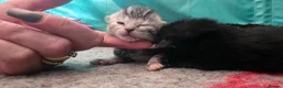 Mixed Breed cats for sale: Maincoon x British short hair  - Advert 17