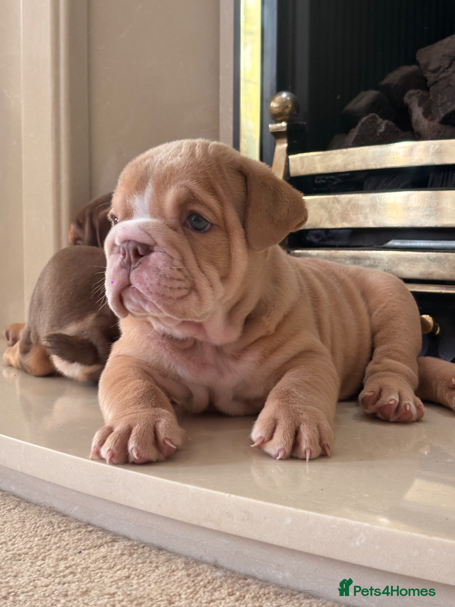 English Bulldog dogs English Bulldog Puppies  - Advert 10