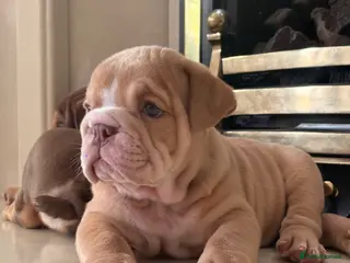 English Bulldog dogs English Bulldog Puppies - Advert 4