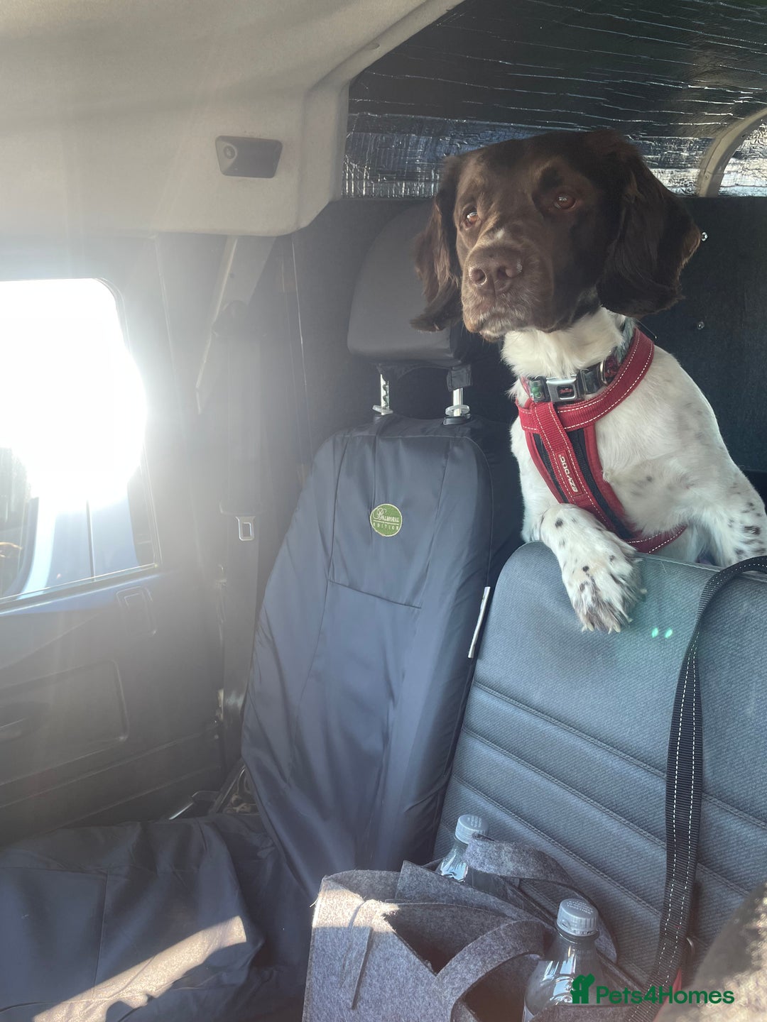 Sprocker dogs for sale: Sprocker spaniel  - Image 2