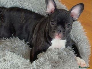 French Bulldog dogs French puppies - Advert 2