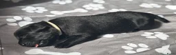 Labrador Retriever dogs for sale: KC Registered Black Labradors 🐾 in Guisborough - Advert 11