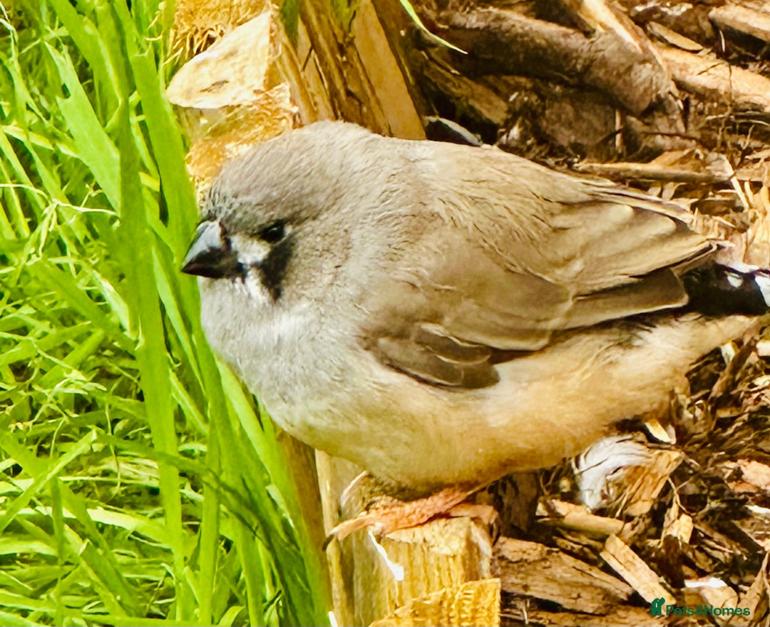 Finches birds for sale: Zebra Finches  - Image 4