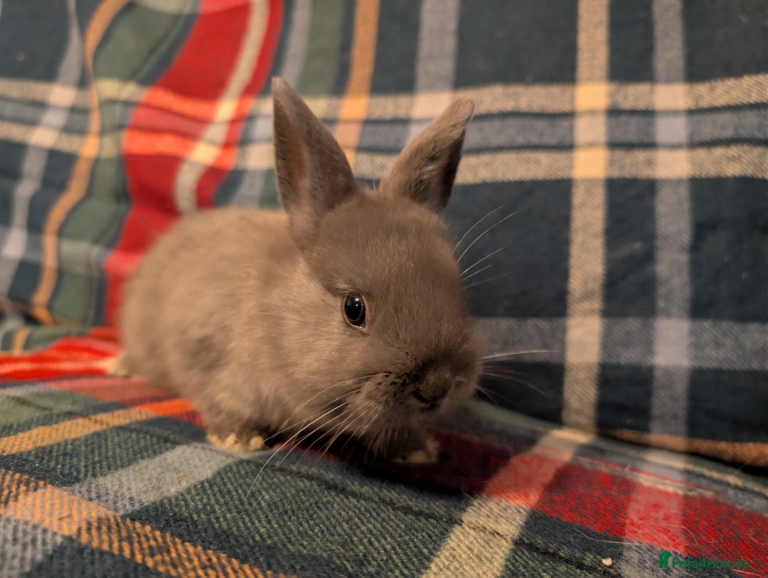 Netherland Dwarf rabbits for sale: Netherlands Dwarfs  - Advert 12