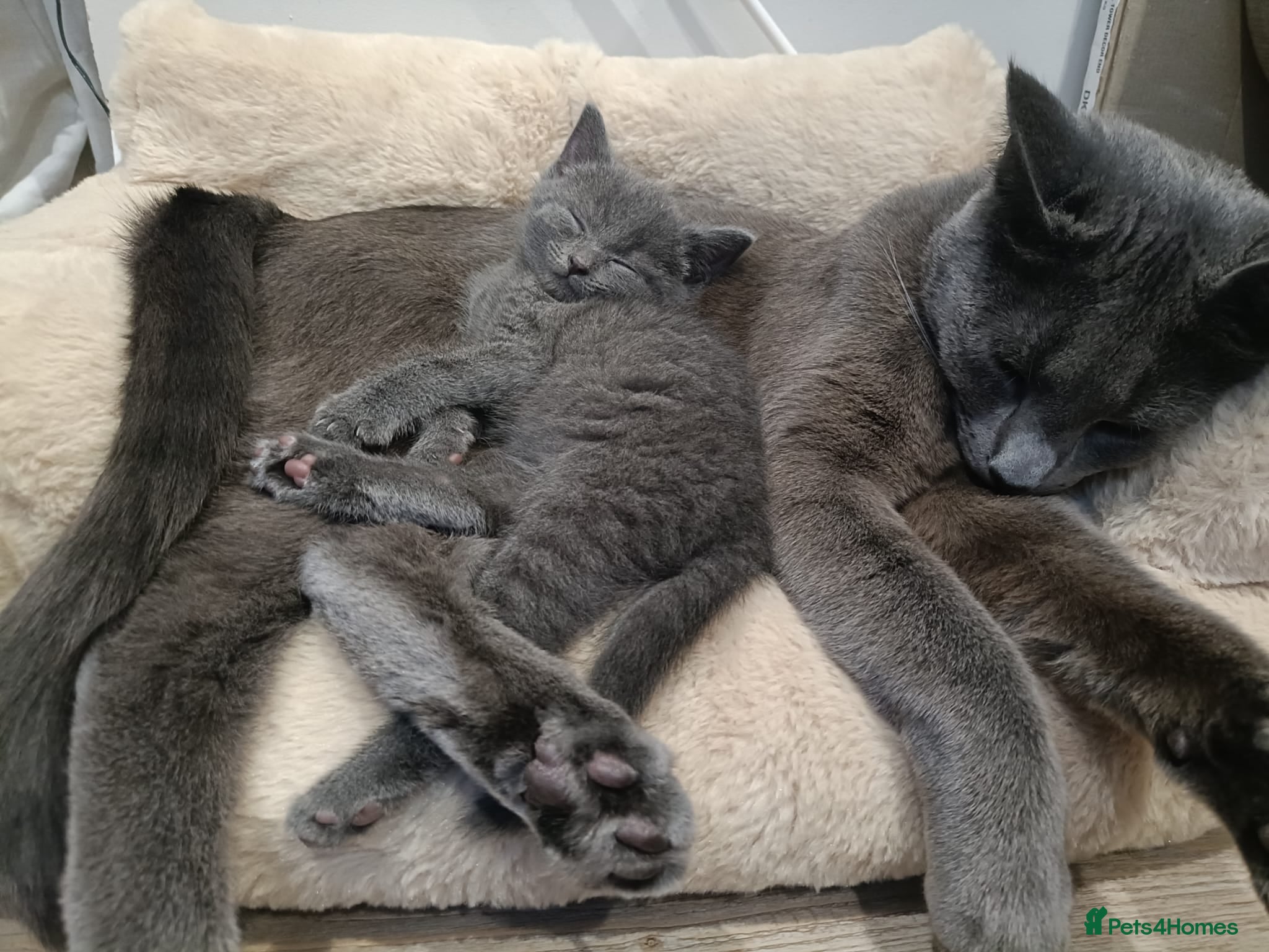 Russian Blue cats Male Russian blue kitten  - Advert 1