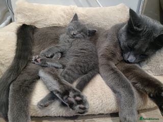 Russian Blue cats Male Russian blue kitten - Advert 3