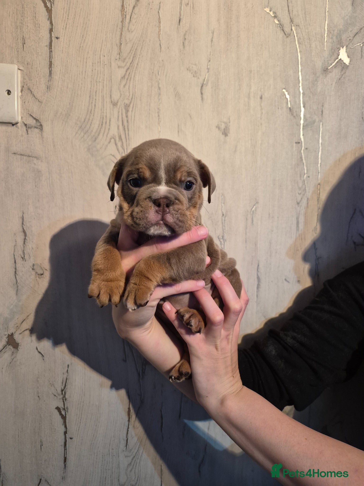 English Bulldog dogs Here i have a beautiful litter of English Bulldogs - Advert 5