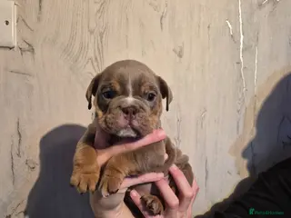English Bulldog dogs Here i have a beautiful litter of English Bulldogs - Advert 5