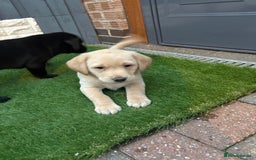 Labrador Retriever dogs for sale: Stunning kc labradors  - Image 4