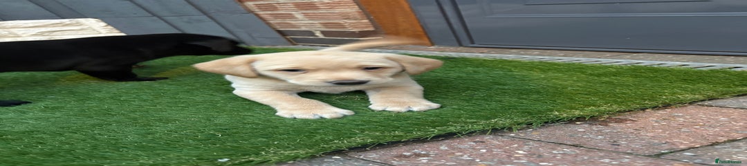 Labrador Retriever Puppy 3