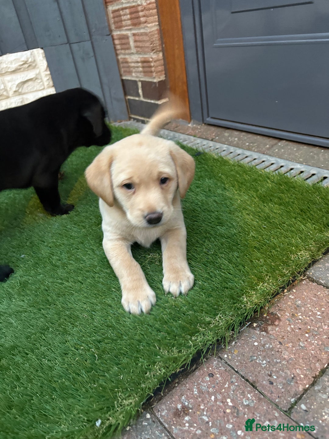 Labrador Retriever dogs for sale: Stunning kc labradors  - Image 4