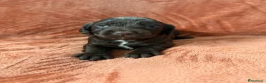 Cocker Spaniel Puppy 4