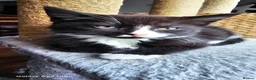 Mixed Breed cats for sale: 5 little kittens ready for the new lovely homes  ! in Cheltenham - Advert 17