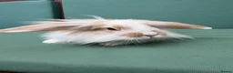 Mini Lop rabbits for sale: Minilop baby bunnies - Advert 13