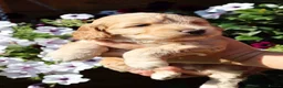 Cockapoo dogs for sale: Health tested: Champion lines  F1 puppies  - Advert 13