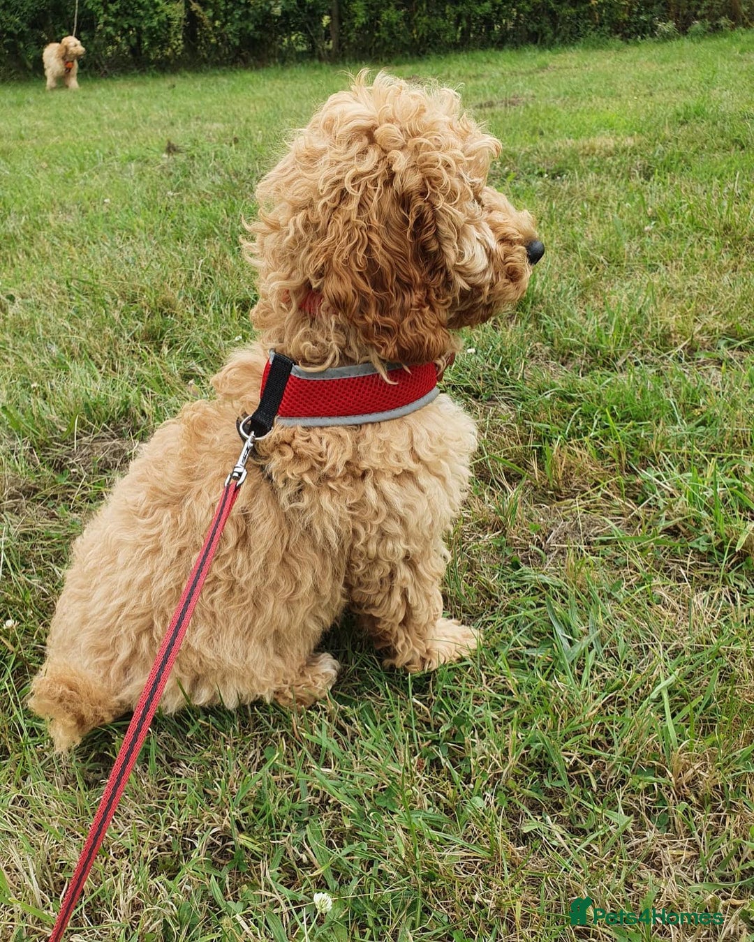 Cavapoo dogs for sale: Dexter the Cavapoo is looking for a new home - Advert 2