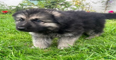 German Shepherd dogs - Advert 14